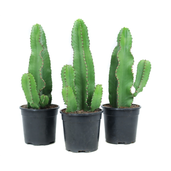 <h4>Euphorbia erytrea 17 cm</h4>