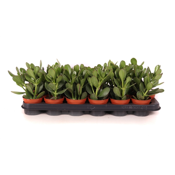 <h4>Crassula ovata 8,5 cm</h4>