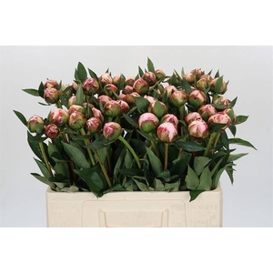 Paeonia sarah bernhardt