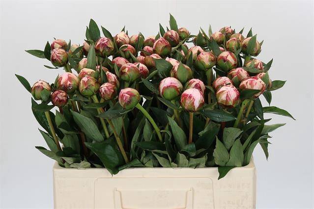 <h4>Paeonia sarah bernhardt</h4>
