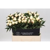 Paeonia Duchesse De Nemours