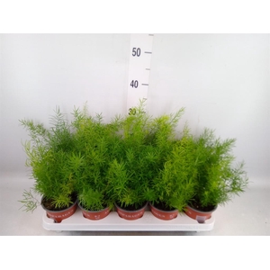Asparagus dens. 'Sprengeri'