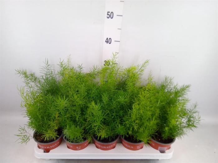 <h4>Asparagus dens. 'Sprengeri'</h4>