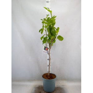 Ficus carica
