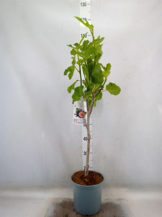 <h4>Ficus carica</h4>