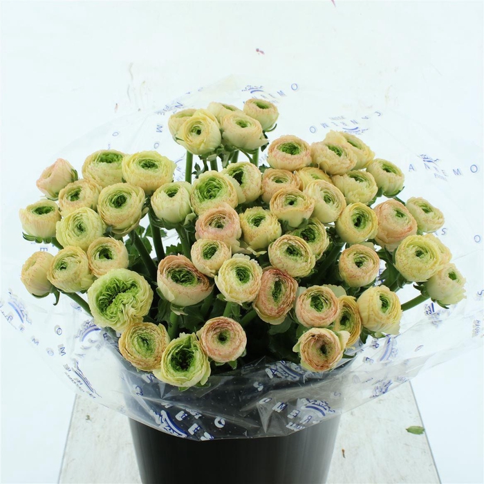 <h4>Ran Su Sr Tuareg Super Giga</h4>