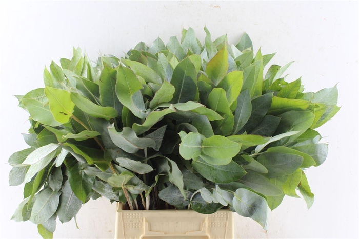 <h4>Euca Robusta Potlood Per Stem</h4>