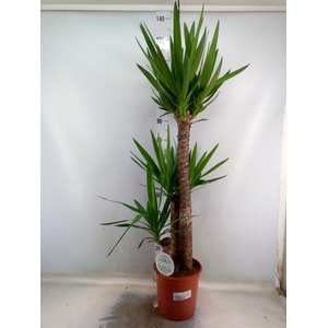 Yucca