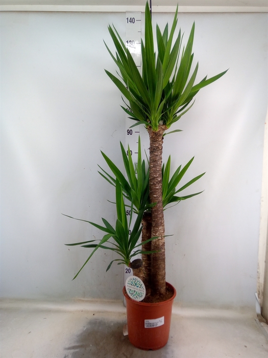 <h4>Yucca</h4>