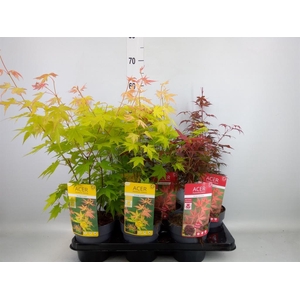 Acer palmatum