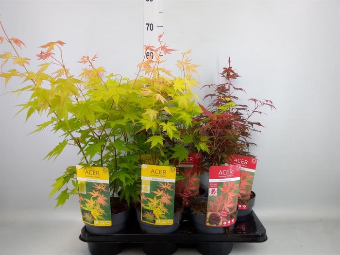 <h4>Acer palmatum</h4>
