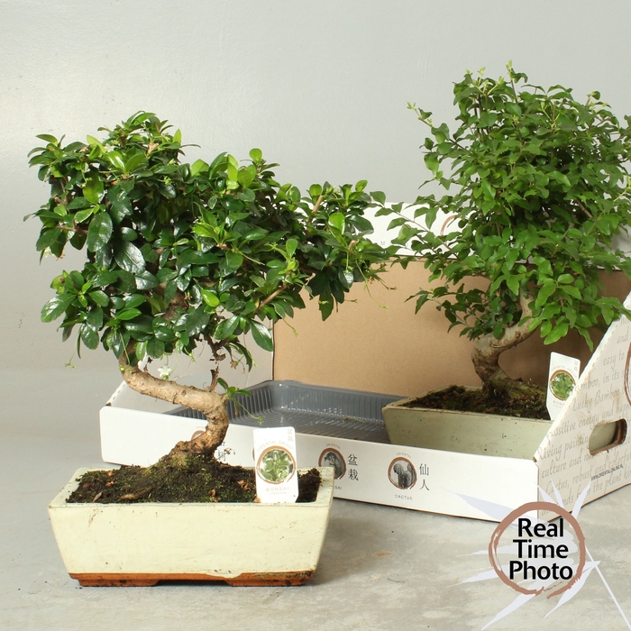 <h4>BONSAI GEM</h4>