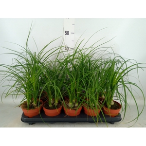 Beaucarnea recurvata