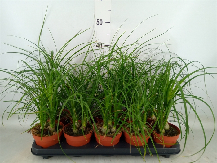 <h4>Beaucarnea recurvata</h4>