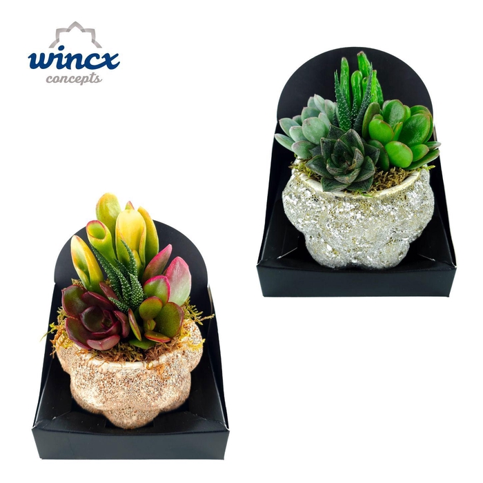 <h4>Concepts® - Bubbles mix Succulents</h4>