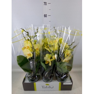 Phalaenopsis   ...yellow