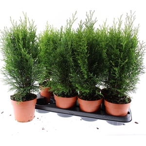 Thuja Smaragd