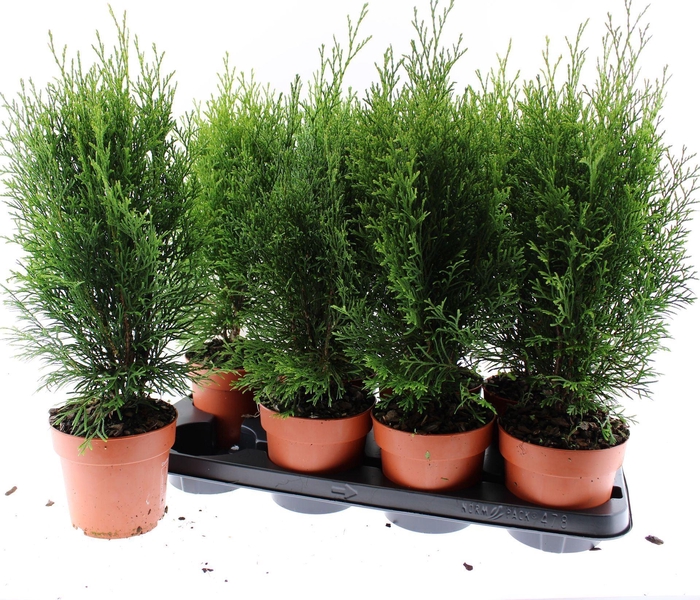 <h4>Thuja Smaragd</h4>