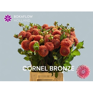 DAHL CORNEL BRONZE