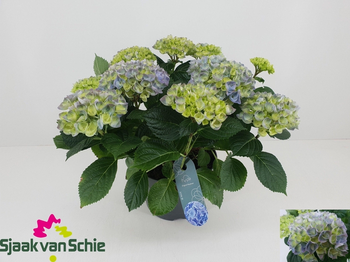 <h4>HYDR M HI RIVER</h4>