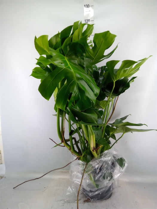 <h4>Monstera delic.</h4>