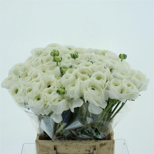 Ran Su Firenze Extra