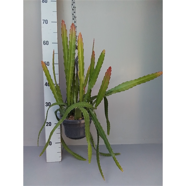 <h4>Epiphyllum Red tip</h4>