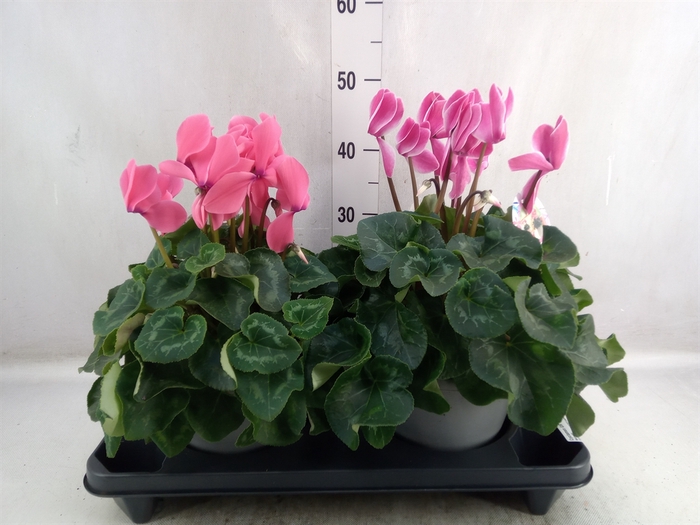 <h4>Cyclamen GR 'Halios HD'</h4>