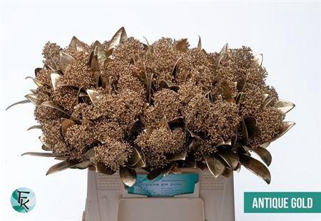 <h4>Skim Ov Bs Klb Ant Goud</h4>