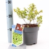 Abelia grandiflora 'Kaleidoscope' PBR P17 (2ltr)