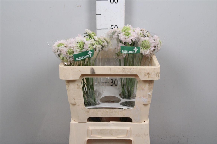 <h4>Scab At Fr Vanilla Bl Scoop</h4>