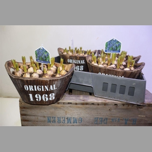 Arr Muscari In Houten Hengsel Bakje