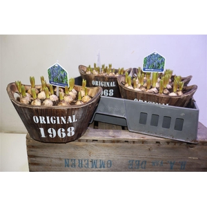 arr8 Arr Muscari In Houten Hengsel Bakje