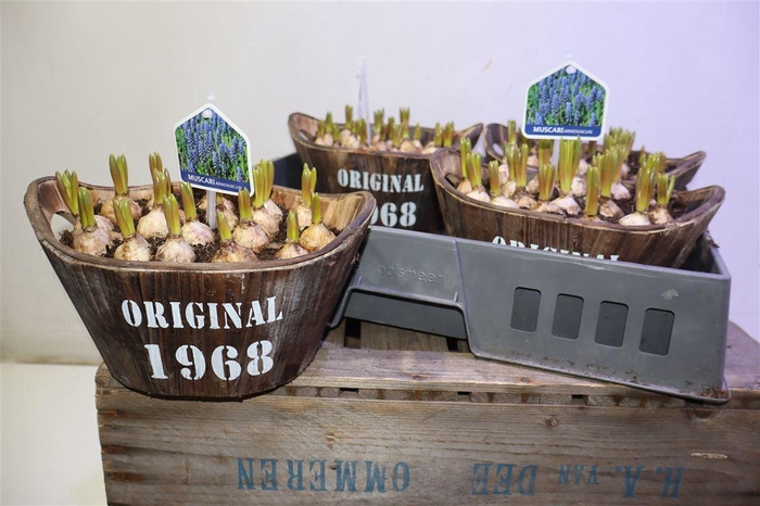<h4>Arr Muscari In Houten Hengsel Bakje</h4>