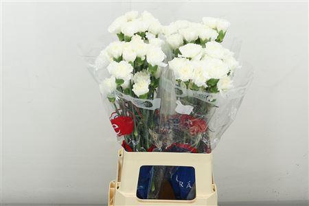 DI ST WHITE MOONLIGHT