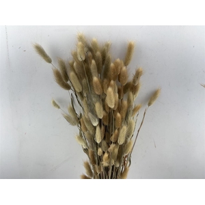 Dried Lagurus Natural Bunch 100gr