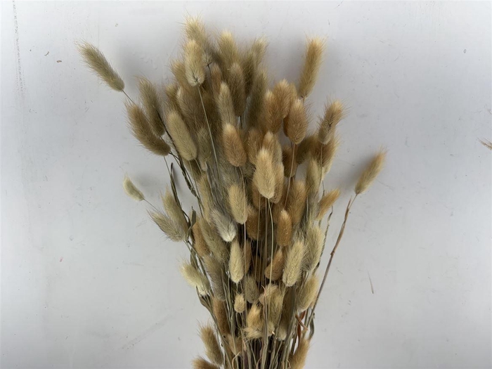 <h4>Dried Lagurus Natural Bunch100gr</h4>