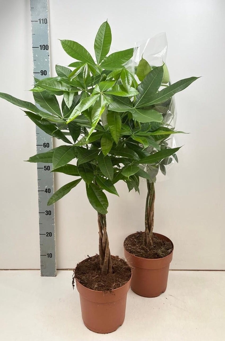 <h4>PACHIRA AQUATICA</h4>