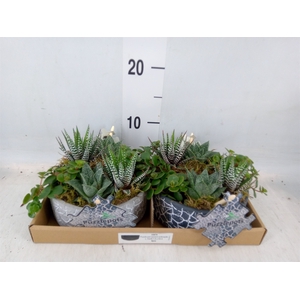 Arr.   Kamerplant Groen L%