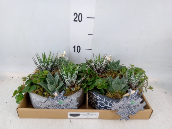 <h4>Arr.   Kamerplant Groen L%</h4>