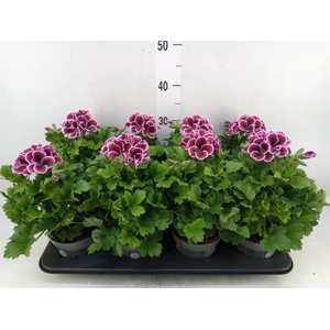 Pelargonium gran.   ..