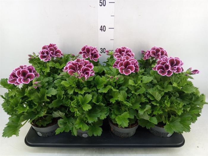 <h4>Pelargonium gran.   ..</h4>