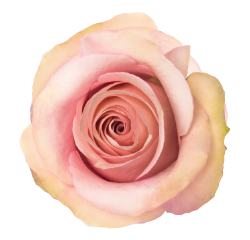 <h4>R Gr Secret Garden Pink 70cm EC</h4>