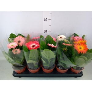 Gerbera   ...mix