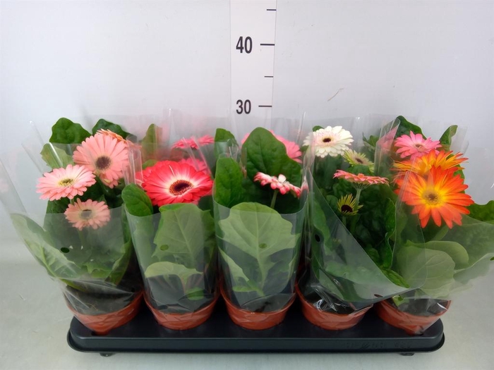 <h4>Gerbera   ...mix</h4>