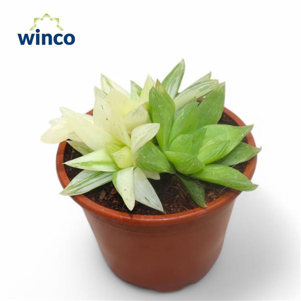 <h4>Haworthia Ssp. Variagata</h4>