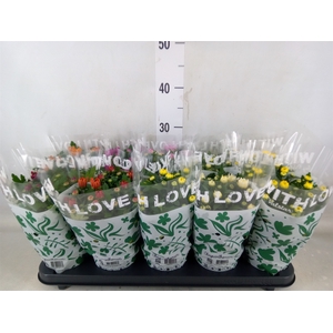 Chrysanthemum   ..mix 5