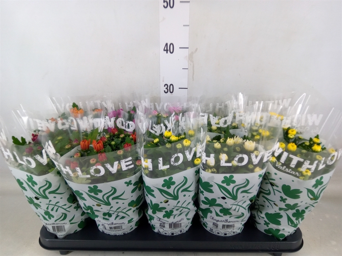 <h4>Chrysanthemum   ..mix 5</h4>