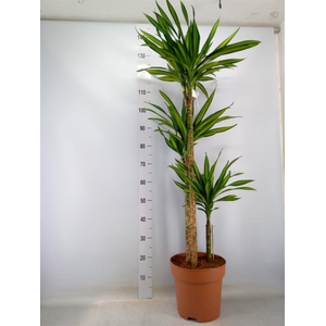 Dracaena frag. 'Riki'