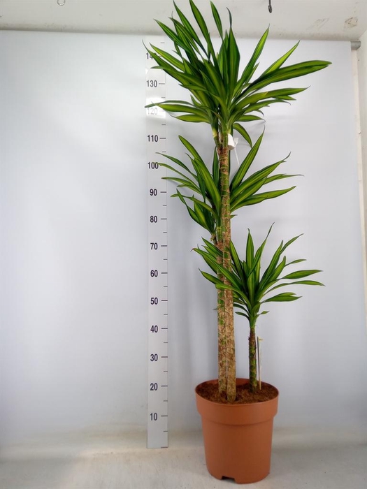 <h4>Dracaena frag. 'Riki'</h4>